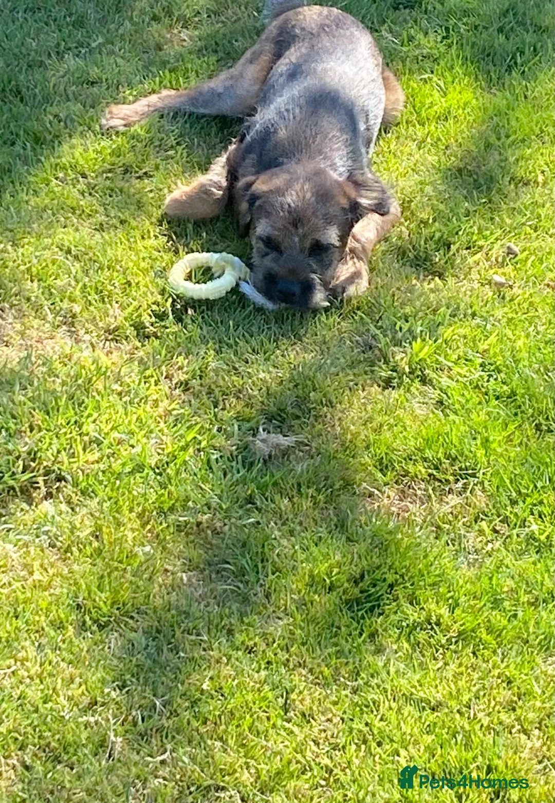 Border Terrier dogs for sale: Border Terrier Male  in Brecon - Advert 3