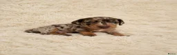 Miniature Dachshund dogs for sale: KC miniature dachshund - Advert 5