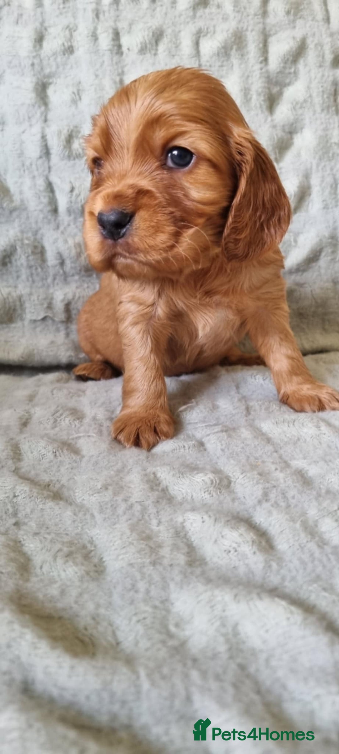 Cocker Spaniel dogs for stud: Proven male cocker spaniel  - Advert 8