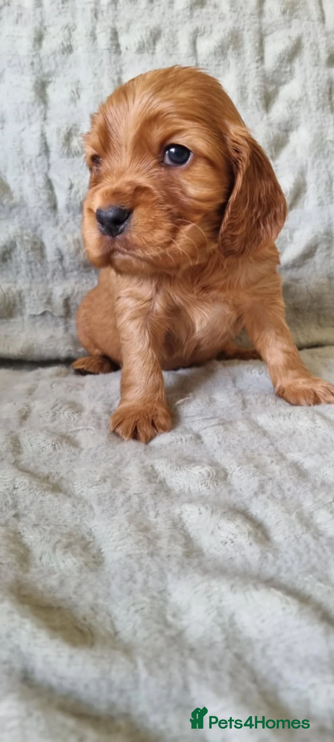 Cocker Spaniel dogs for stud: Proven male cocker spaniel  - Advert 8