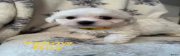 Maltese dogs for sale: Maltese puppies - Advert 22