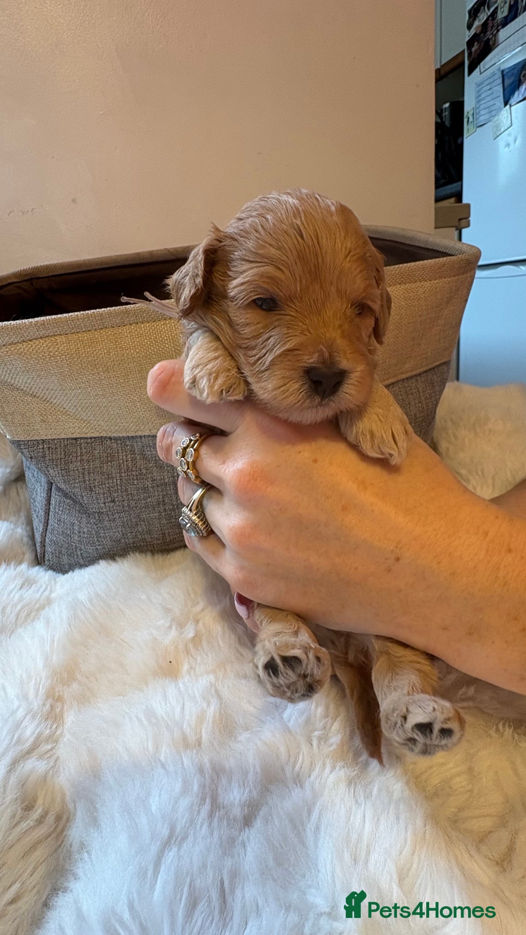 Cockapoo dogs for sale: 🐾 Adorable F2 Cockapoo Puppies! 🐾 - Image 14