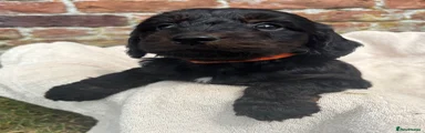 Cockapoo 5
