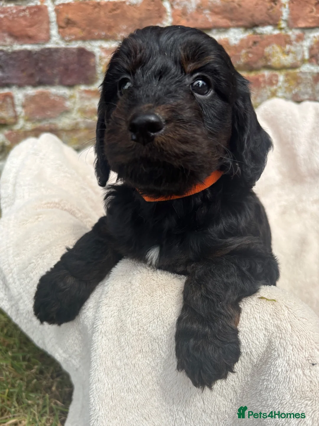 Cockapoo dogs for sale: Stunning Health Tested F1 Cockapoos KC parents  - Advert 13