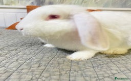 Mixed Breed rabbits for sale: Bunnies in Cheddar - Image 4
