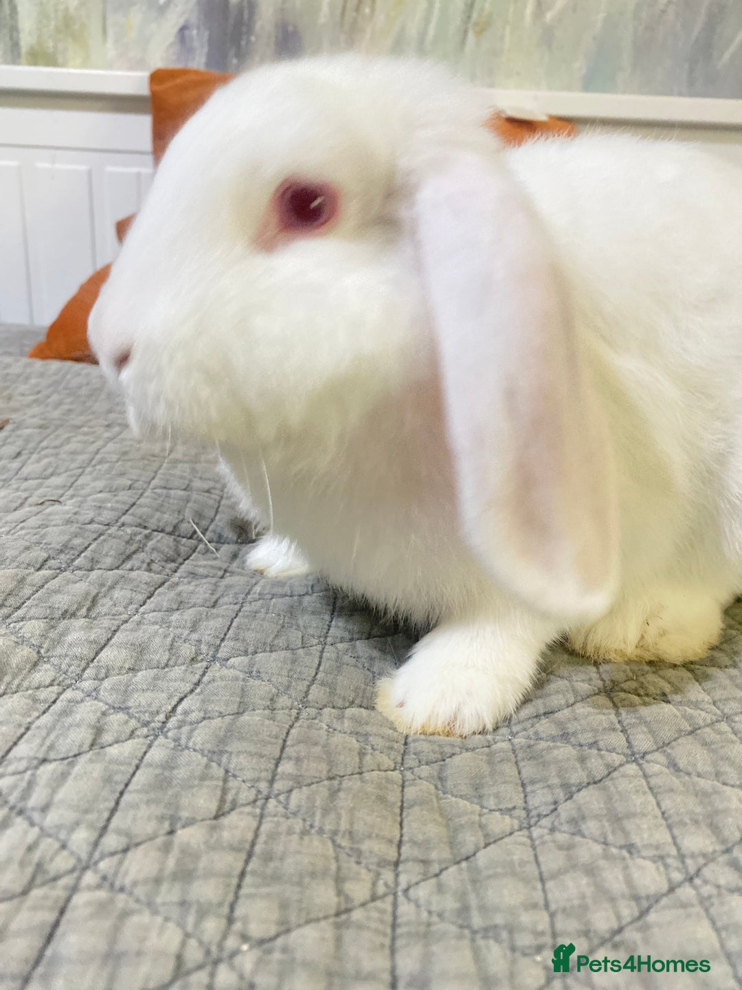 Mixed Breed rabbits for sale: Bunnies in Cheddar - Image 4