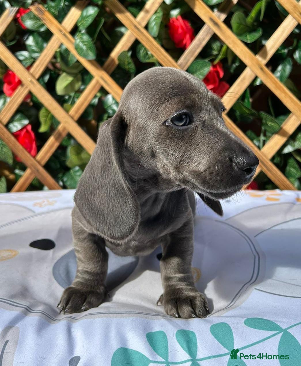 Miniature Dachshund dogs RARE SOLID COLOURS MINI DAXI KC PRA CLR - Advert 2