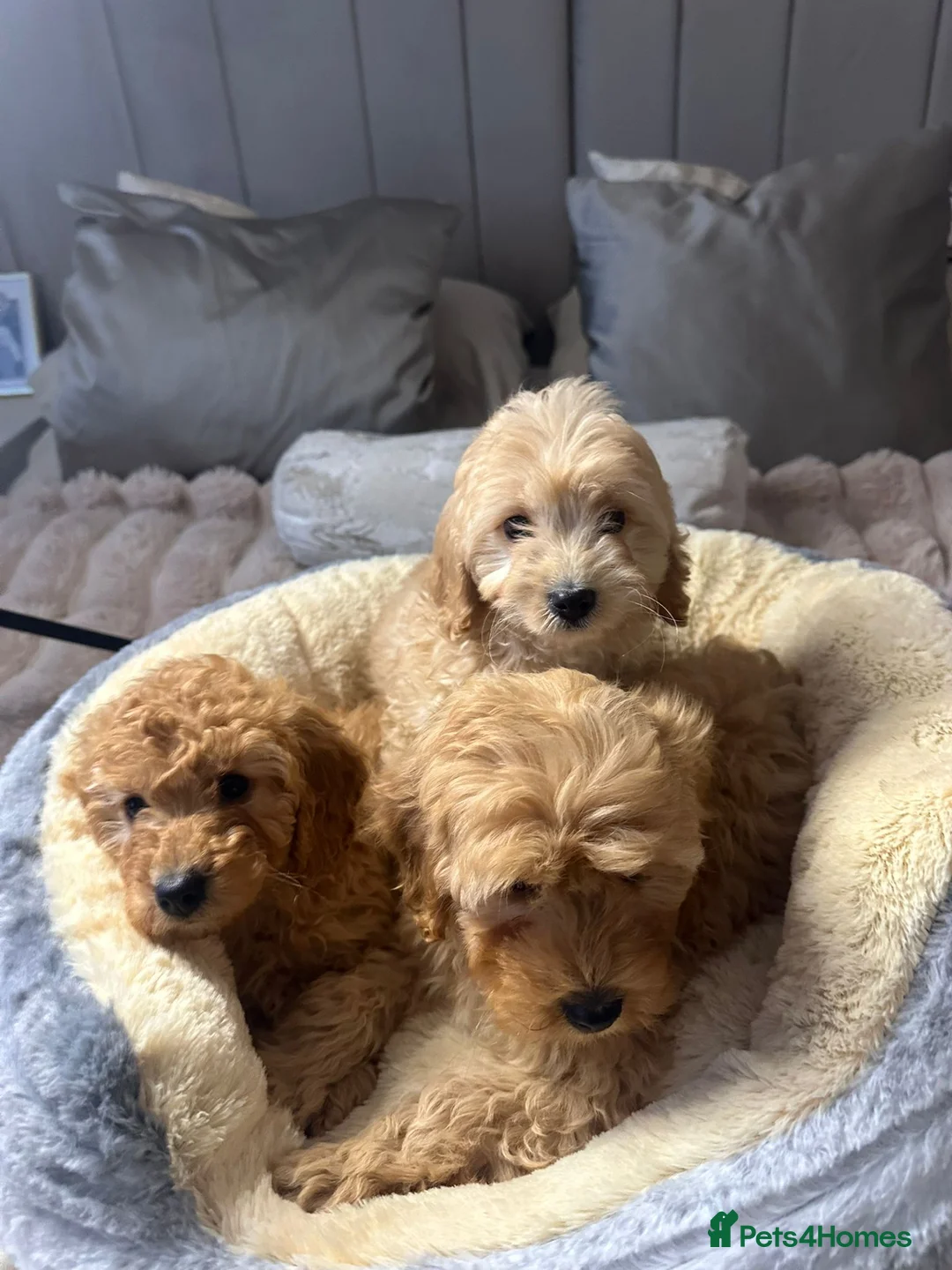 Cavapoo dogs for sale: Cavapoo puppies  - Advert 8