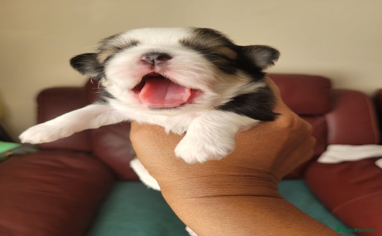 Shih Tzu dogs - Advert 3