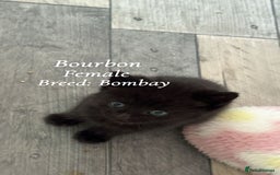 Bombay cats for sale: 4 beautiful fur babies  - Image 4