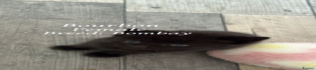 Bourbon