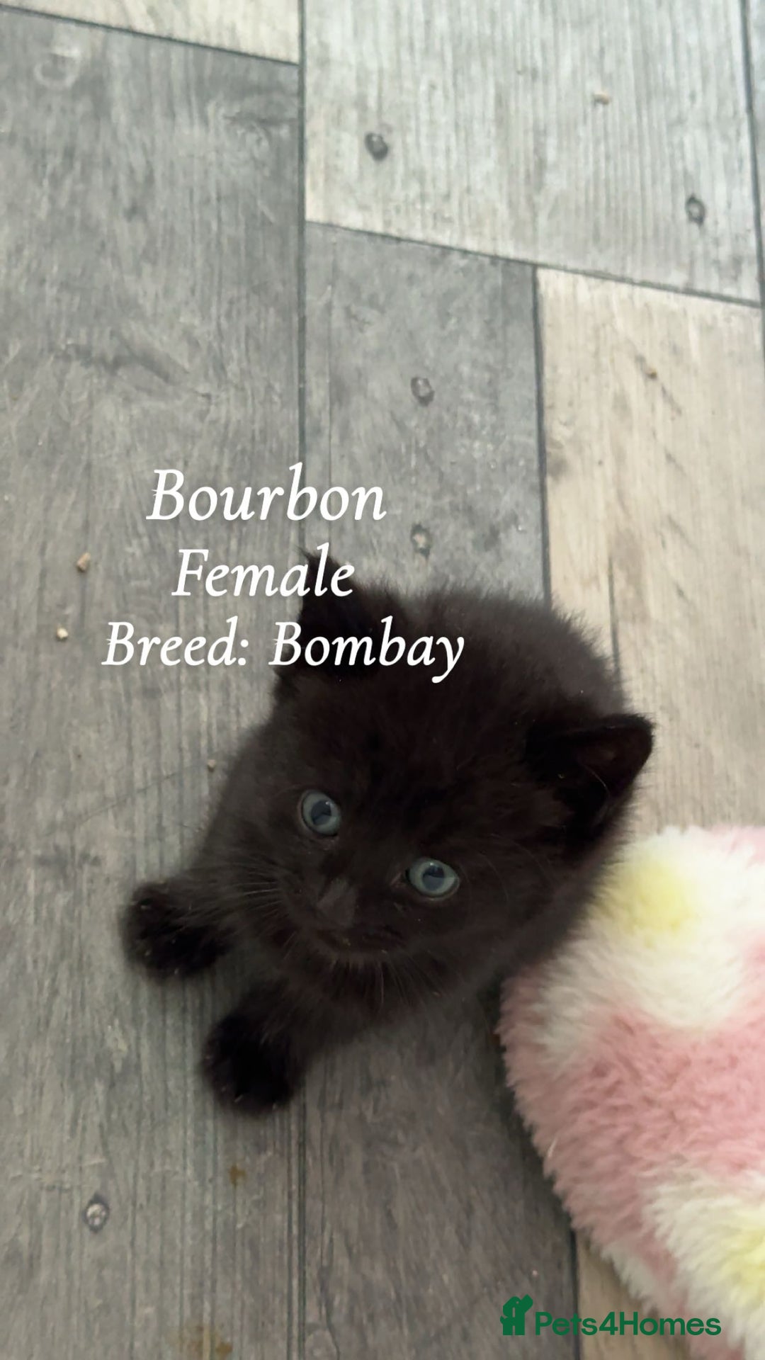 Bombay cats for sale: 4 beautiful fur babies  - Image 4