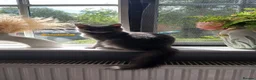 Maine Coon cats for sale: Maine coon & ragdoll mix  - Advert 1