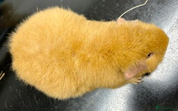 Guinea Pig rodents for sale: Teddy Sows Available  - Advert 6