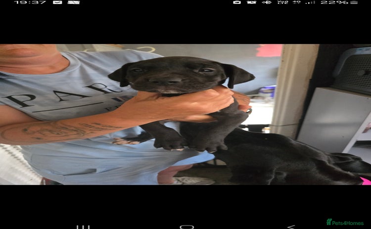 Great Dane dogs - Advert 9