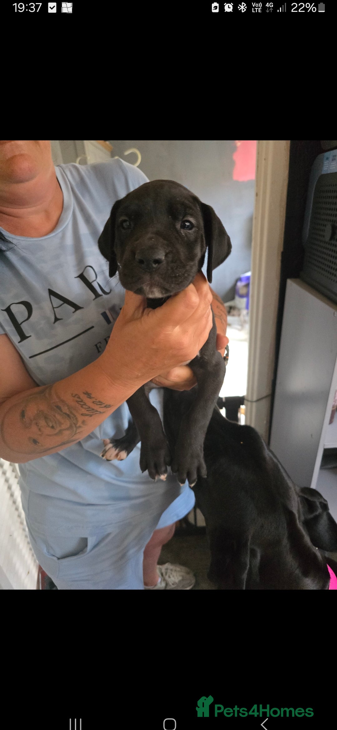 Great Dane dogs for sale: Beautiful females Great dane - Image 1