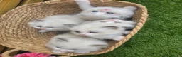 Ragdoll cats for sale: 💫Stunning Ragdoll Kittens 💫 - Advert 9