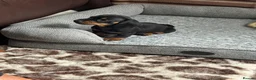 Miniature Dachshund dogs for sale: Gorgeous KC reg miniature dachshund puppies  - Advert 5