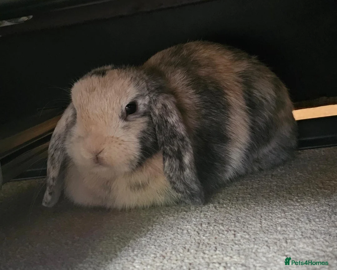 Mini Lop rabbits for sale: Sister Mini Lops looking for forever home in Wymondham - Advert 3
