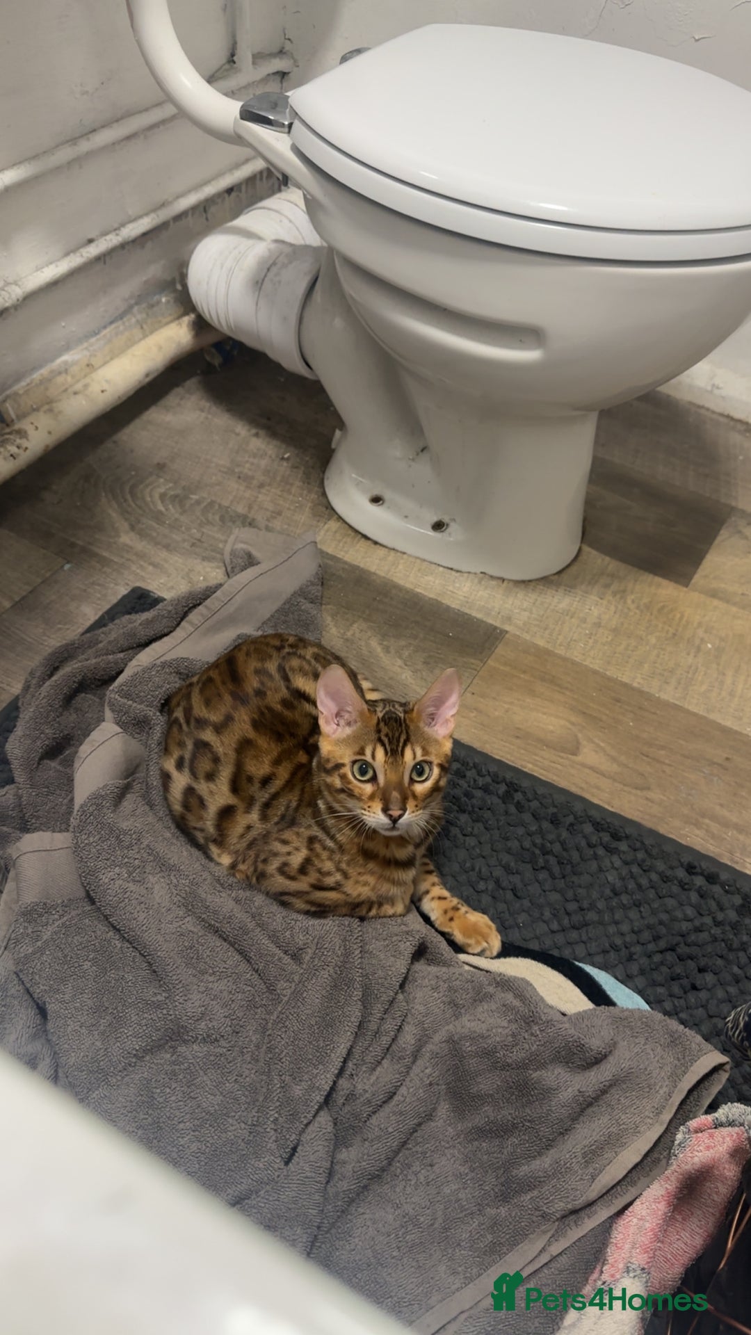 Bengal cats for sale: Beautiful bengal cat  - Image 4