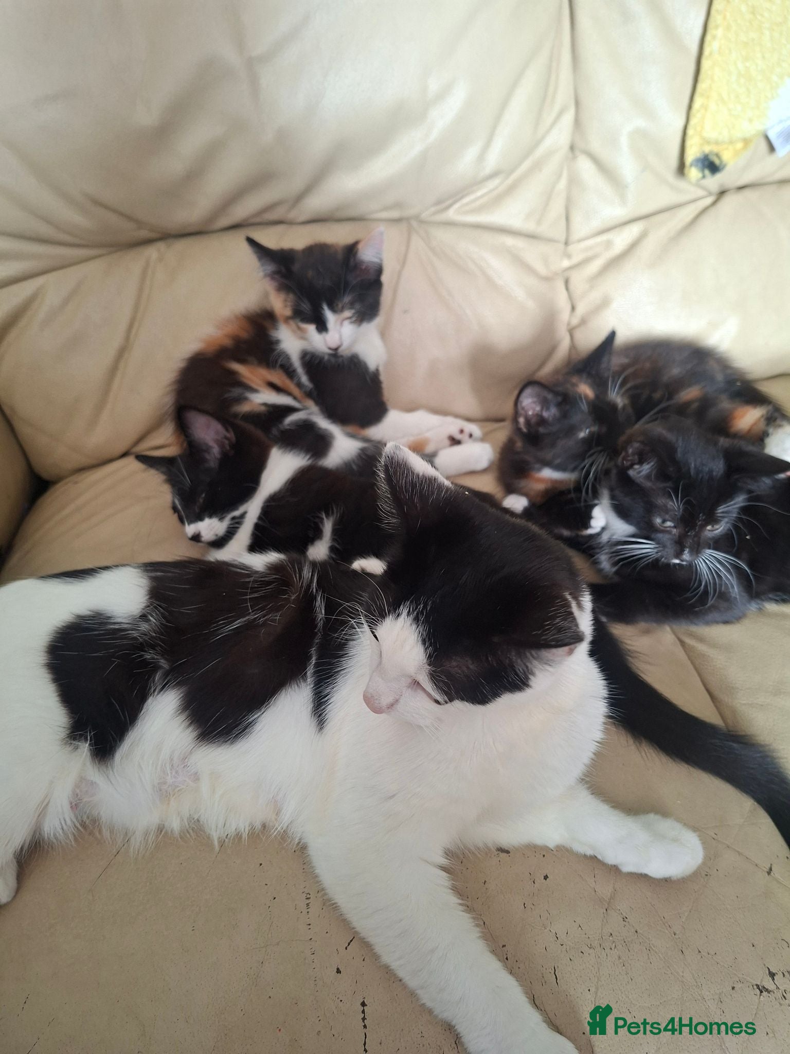Mixed Breed cats 4 kittens  - Advert 3