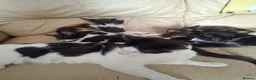 Mixed Breed cats for sale: 4 kittens  in Spalding - Advert 1
