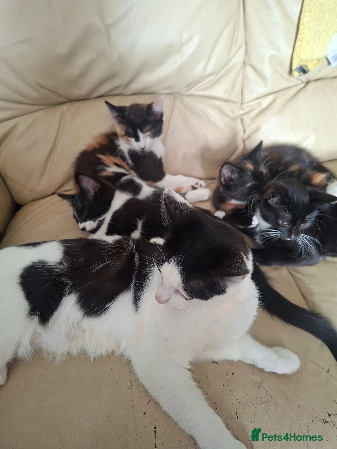 Mixed Breed cats for sale: 4 kittens  in Spalding - Advert 1