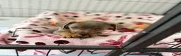 Chiweenie dogs for sale: Last Beautiful silver boy ready to go !! - Advert 4