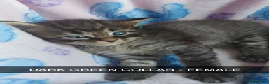 Maine Coon 8