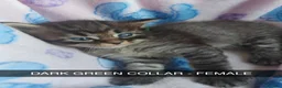 Maine Coon cats for sale: Main coon/ ragdoll - Advert 6