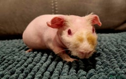 Guinea Pig rodents for sale: Three skinny guinea pigs (females) - Image 2