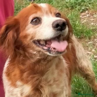 Brittany Spaniel dogs Quila - Advert 1