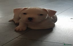 Mixed Breed dogs for sale: Male frenchie X staffy - Image 5