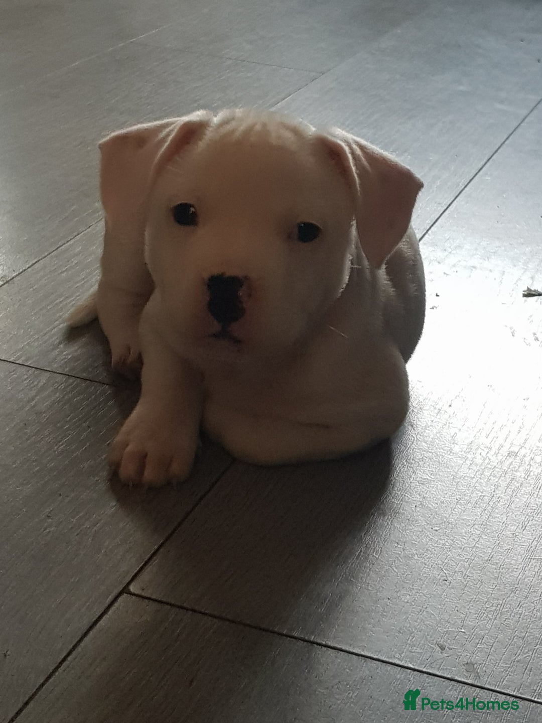 Mixed Breed dogs for sale: Male frenchie X staffy - Image 5