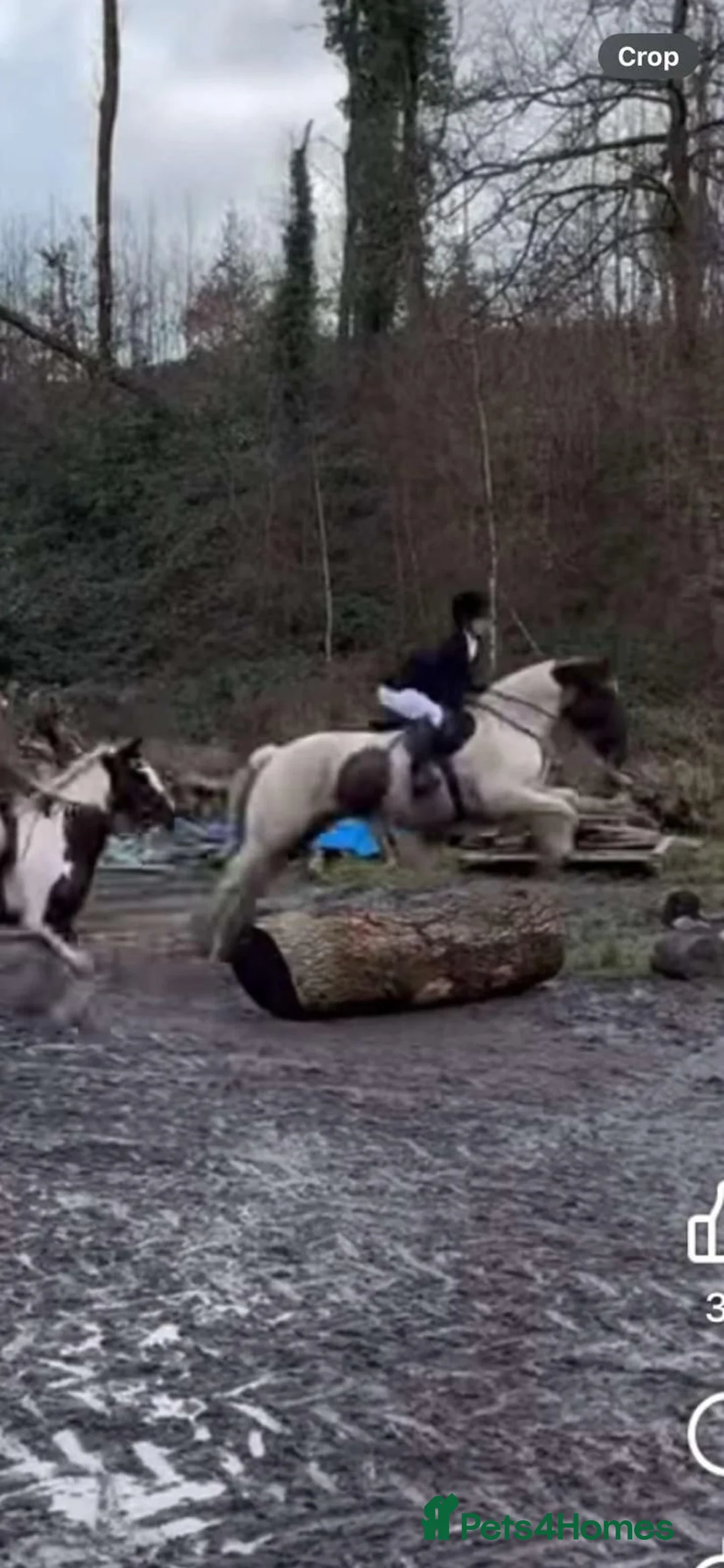 Welsh Section D horses for sale: Blue roan cob - Advert 9