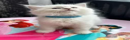 Ragdoll cats for sale: Ragdool x kittens in Scunthorpe - Advert 3