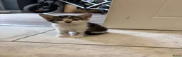 Mixed Breed cats for sale: Three Playful Kittens Looking for Loving Homes - Advert 12