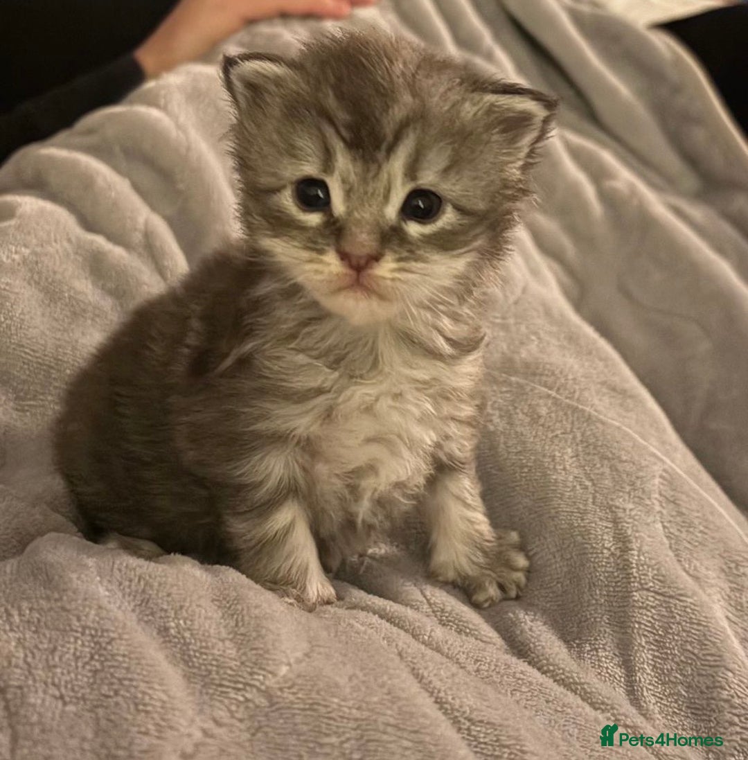 Maine Coon cats for sale: Stunning Maine Coon Kittens for sale - Advert 5