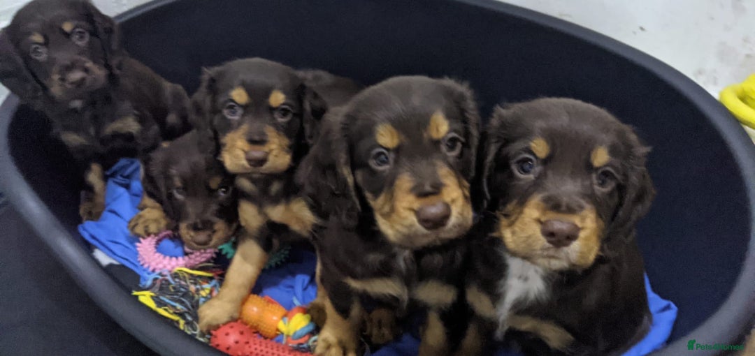 Cocker Spaniel dogs for stud: Kc health tested working cocker spaniel  - Image 10