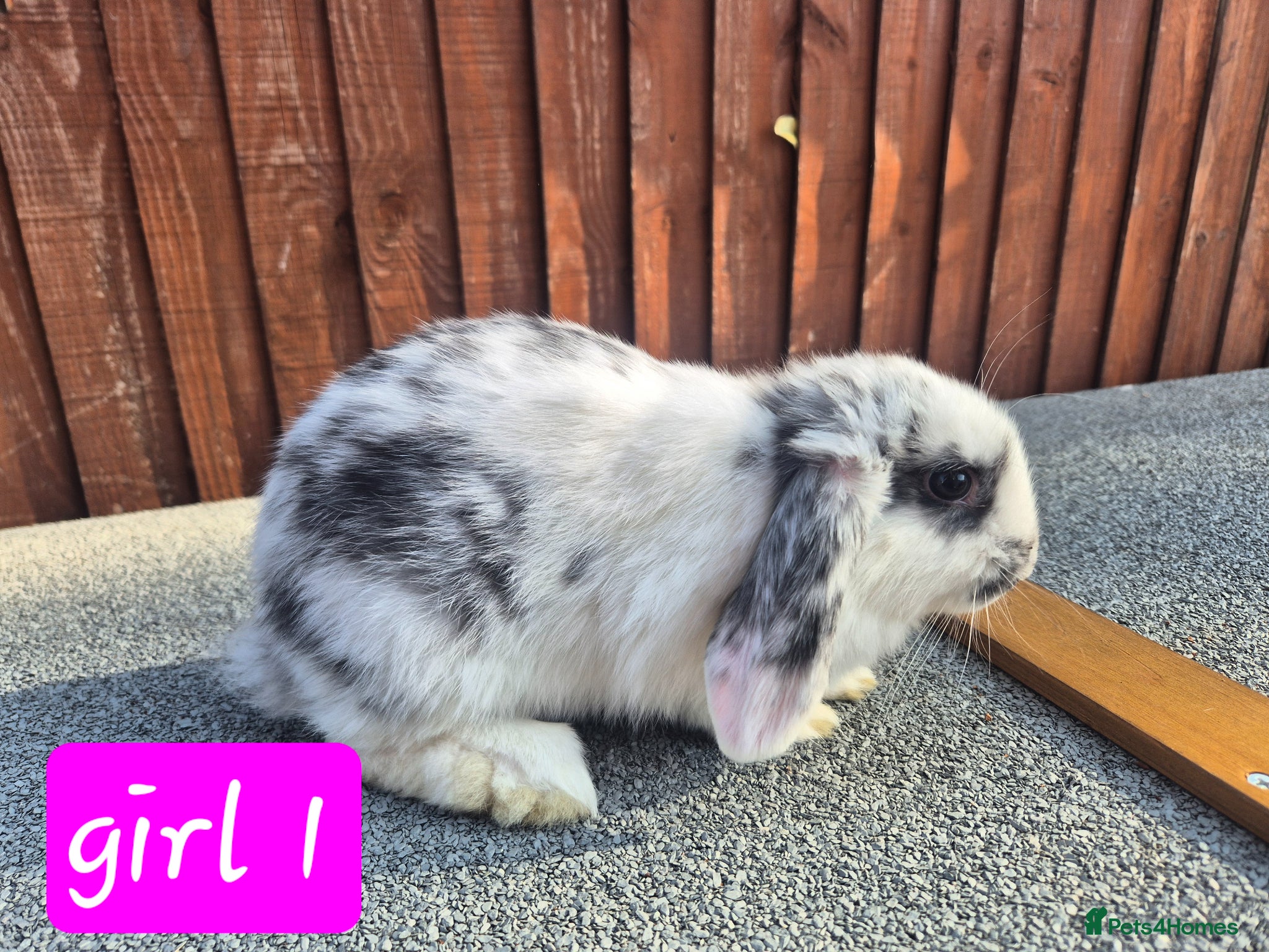 Mini Lop rabbits 💙 ready to leave next weekend ❤️  - Advert 1