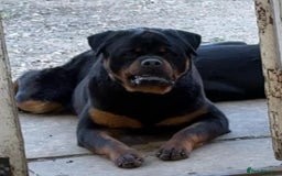 Mixed Breed dogs for sale: Rottie cross german shepherd pups  - Image 3