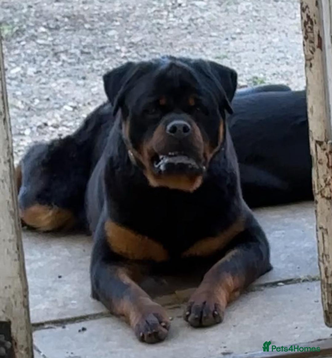 Mixed Breed dogs for sale: Rottie cross german shepherd pups  - Image 3