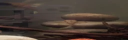 Plecos fish for sale: Plecos and corys  - Advert 5
