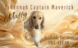 Dachshund dogs for stud: Miniature longhaired pure cream dachshund STUD in Spalding - Image 1