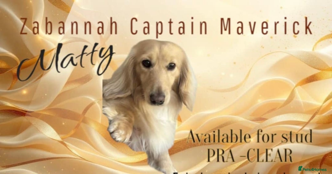 Dachshund dogs for stud: Miniature longhaired pure cream dachshund STUD in Spalding - Image 1