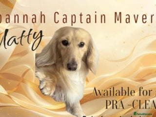 Dachshund dogs Miniature longhaired pure cream dachshund STUD in Spalding - Advert 5