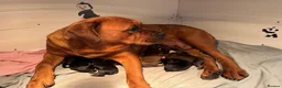 Mixed Breed dogs for sale: Boxweiler (Rottweiler x Boxer) - Advert 2
