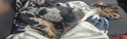 Lurcher dogs for sale: Last gorgeous Lurcher Boy Pup in Egham - Advert 9