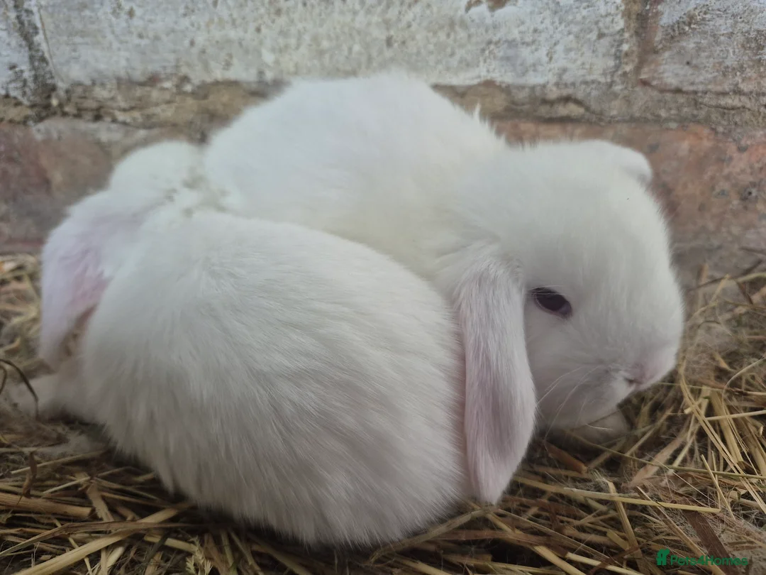 French Lop rabbits for sale: Giant breed french lops pure bred giants - Advert 6