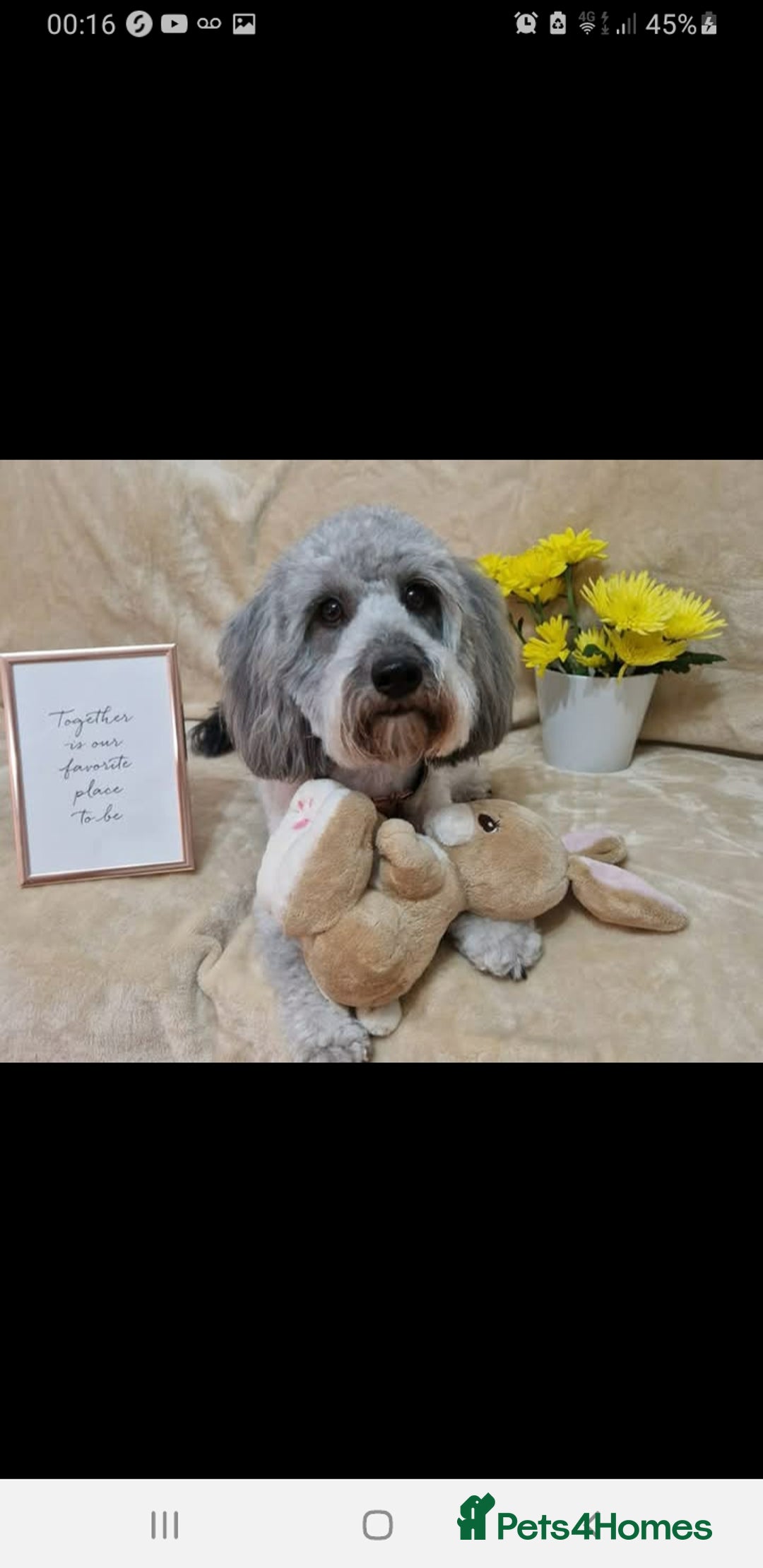 Jackapoo dogs for sale: Jackapoo x Asian toy poodle F1B - Image 15